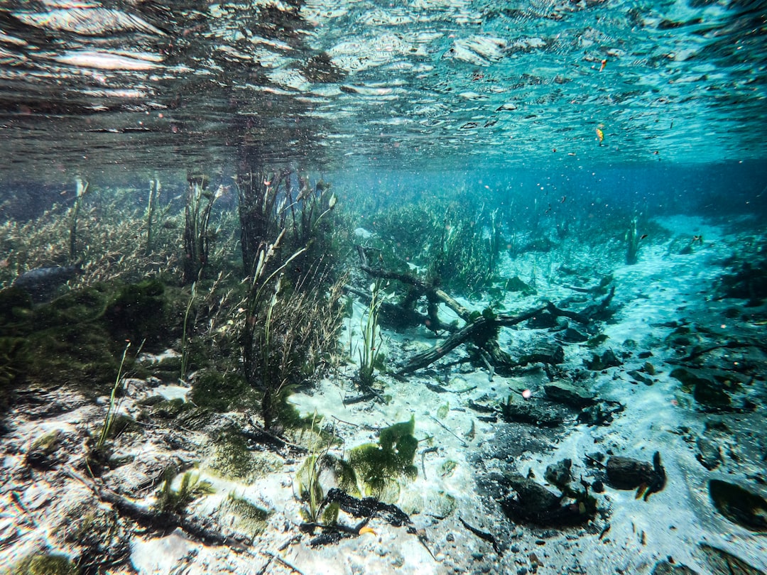 Recife de Fora: Mergulho em Piscinas Naturais de Porto Seguro